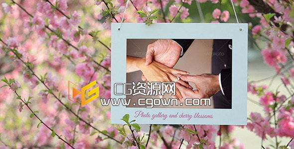 漂亮櫻花中展示你的相片庫 Photo Gallery and Cherry Blossoms AE模板