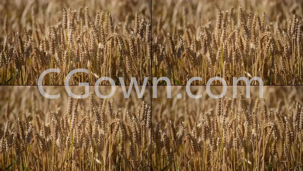 麦田小麦农业谷物粮食高清实拍视频素材可商用