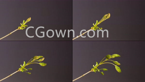 春季觉醒实拍发芽叶子萌芽植物生长过程可商用4K视频素材