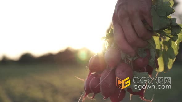 视频素材-实拍手提一把带叶新鲜水果萝卜有机蔬菜绿色健康食品素材