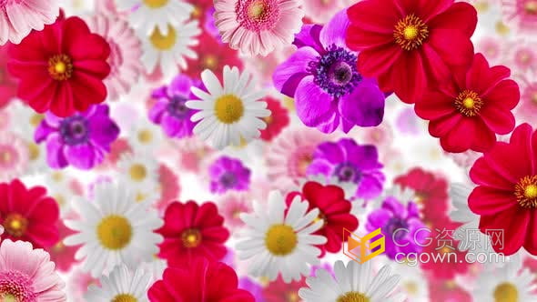 视频素材-飘落的七彩花朵鲜花喜庆春节庆典花卉背景