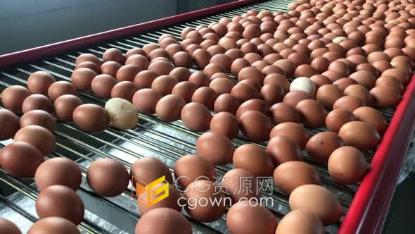 工厂传送带鸡蛋批量生产包装4K实拍视频素材下载