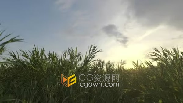 延时效果种植小麦快速生长动画农业田野风景视频素材