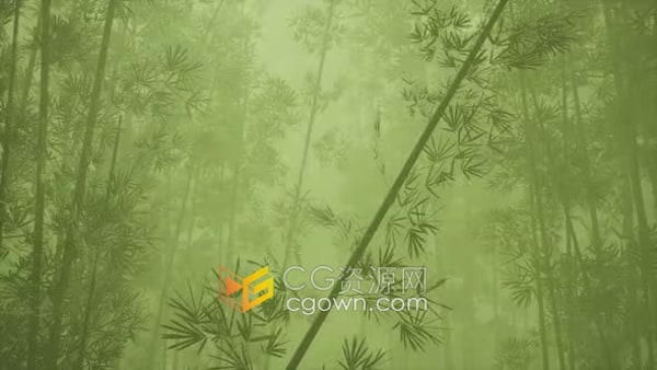 晨雾亚洲竹林阴霾竹子场景风景视频素材