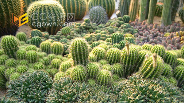 实拍阳光下唯美的植物仙人球特写空镜视频素材