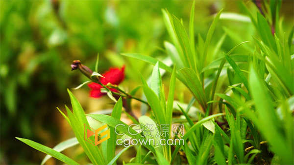 春天阳光下的小草植物特写镜头实拍视频素材