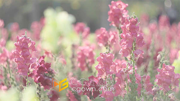 唯美逆光下的粉色鲜花丛风景实拍视频素材