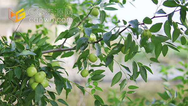 果园树枝上盛开的枣树结果青枣实拍视频素材