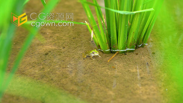夏季农村田野间的青蛙动物自然实拍视频素材