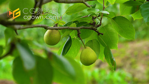 夏天农村田园果树上的水果青梨农业风景实拍视频
