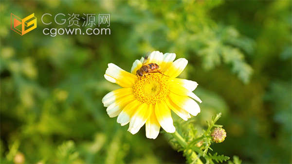 夏日风光小菊花上的蜜蜂采蜜特写实拍