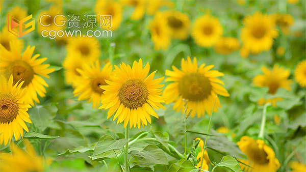 唯美气氛夏季盛开的向日葵花朵植物实拍视频素材