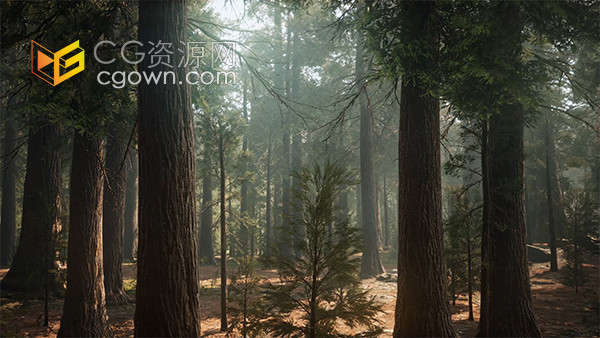 森林公园中的日出光线意境空镜实拍视频素材