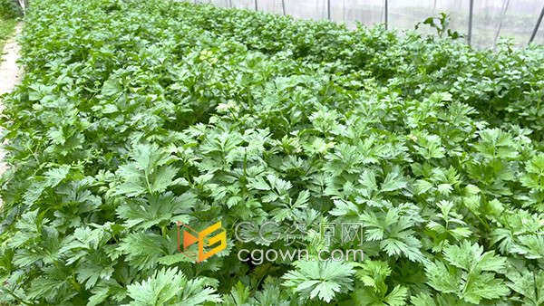 大棚里种植的有机绿色芹菜农业宣传实拍视频素材