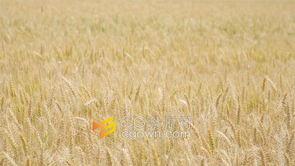 丰收秋收农业麦穗成熟小麦风吹麦浪实拍视频