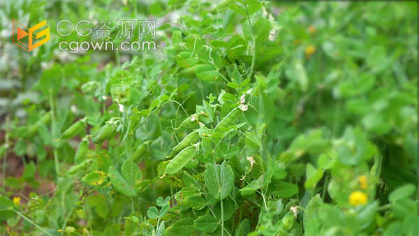 田园绿色有机蔬菜豌豆荚特写实拍视频素材