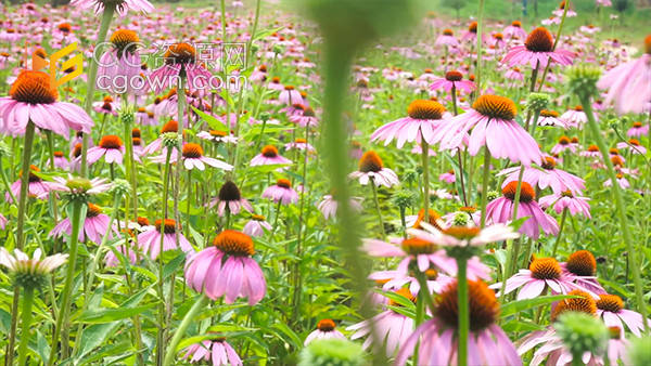 野外盛开夏日风景粉色花朵松果菊实拍视频素材