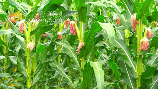 实拍雨后成熟的的玉米地农村自然风景视频素材