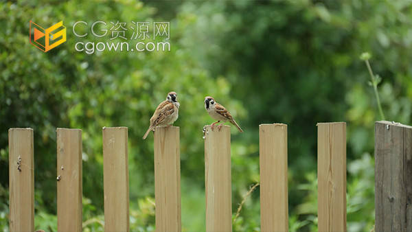 麻雀小鸟鸟儿在木头栅栏歇息鸟类实拍视频