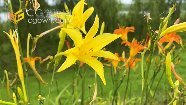 实拍鲜艳的百合花瓣夏季盛开视频素材