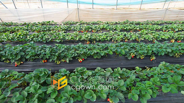 塑料大棚草莓种植农业生产特写实拍视频素材