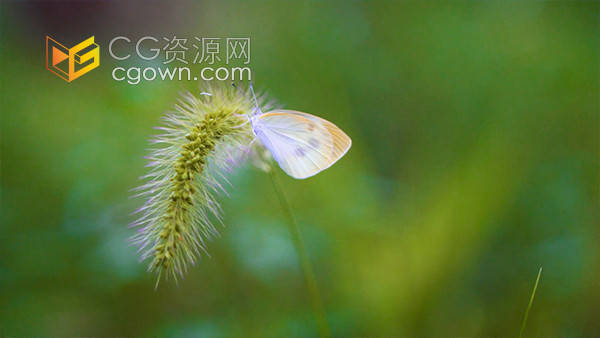 实拍蝴蝶停在花草上特写自然风景实拍视频素材