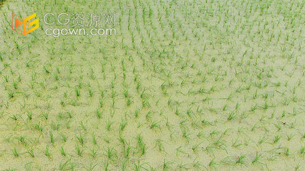 大面积宽阔农田秧苗季节农业种植实拍视频素材
