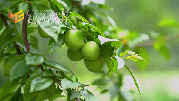 果树上的青李子水果果园种植实拍视频