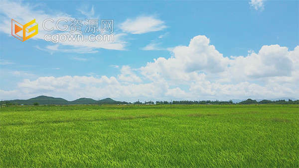 实拍蓝天白云下绿油油水稻麦浪农业经济发展视频素材