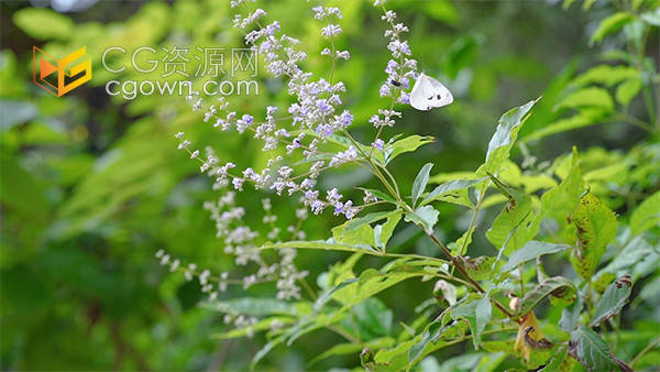 夏日风光飞舞在花朵丛中的白蝴蝶视频素材