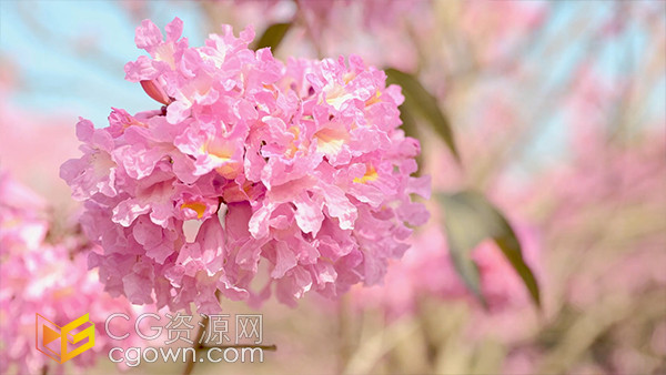 实拍唯美春暖花开粉色风铃花球植物视频素材