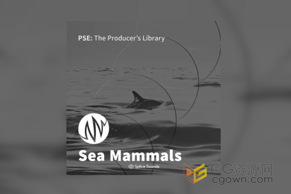 海豚海豹和鲸鱼等洋哺乳动物各种独特的声音FX