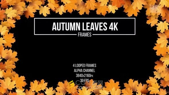 4K分辨率秋天树叶枫树叶子边框装饰动画视频素材下载