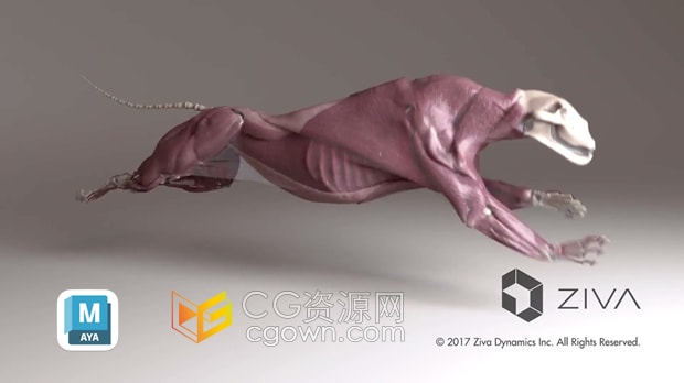 Maya插件Ziva Dynamics Ziva VFX v2.1医学人体动物肌肉骨骼模拟