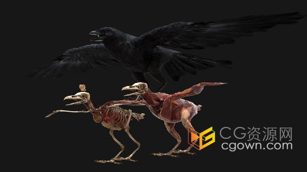 3D模型-乌鸦皮毛动物解剖学Crow Fur Anatomy